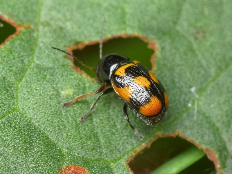 Cryptocephalus (Cryptocephalus) octacosmus Bedel, 1891